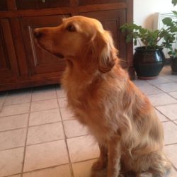 Golden Retriver assise et tournant la tête de côté