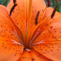 Fleur d'oranger