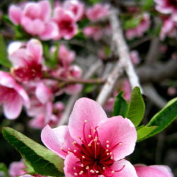 Cerisiers en fleur