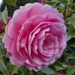 Fleurs de camélia