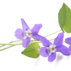 Fleur de violette sur fond blanc