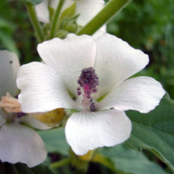 Plante de guimauve avec fleurs