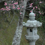 Lanterne japonaise et fleurs de cerisier