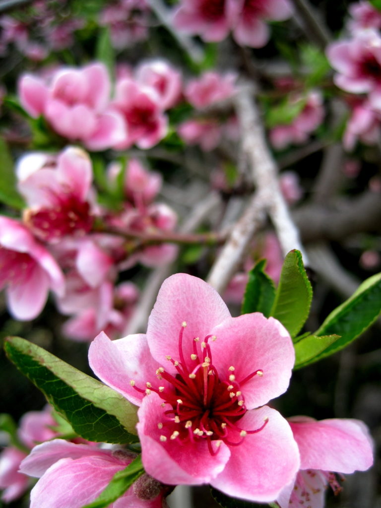Cerisiers en fleur