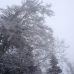 Branche de hêtre givrée sur fond de ciel gris