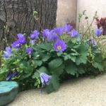 Les coups d'oeil du mois - Mars 2018 (sur une photo de fleurs violettes)