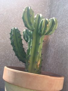 Cactus aux longues épines en contre-plongée