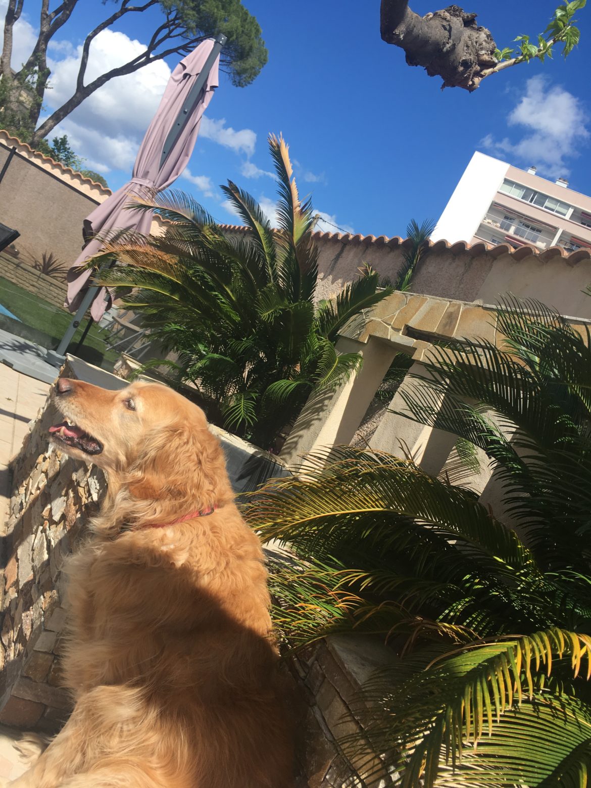 Ma chienne Elba avec mes deux palmiers et un beau morceau de ciel bleu